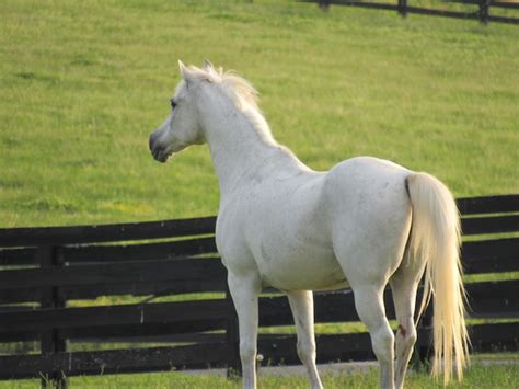 Premium Photo White Horse Standing In Ranch