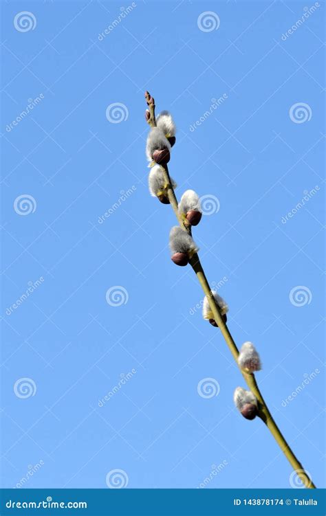 Branch Of Pussy Willow On Background Of Blue Sky Close Up Stock Photo Image Of Natural