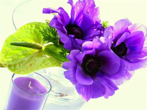 blooming flowers images  high resolution duul wallpaper