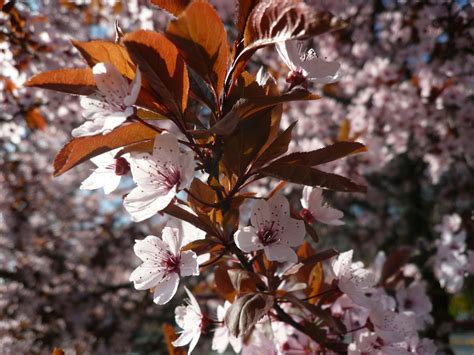 1920x1080 wallpaper | white cherry blossom | Peakpx