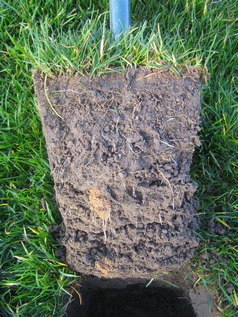 healthy root development tim ohare associates