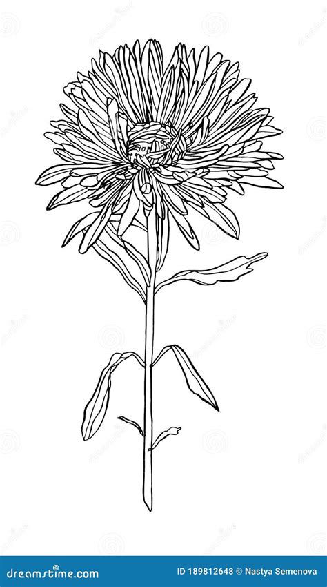 Ink Drawing Illustration Of Aster Flowers With Leaves Stock Vector