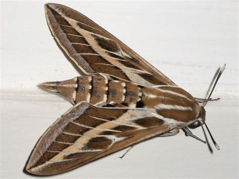 Striped Hawk Moth Hyles Livornica רפרף מסורטט See Deta Flickr