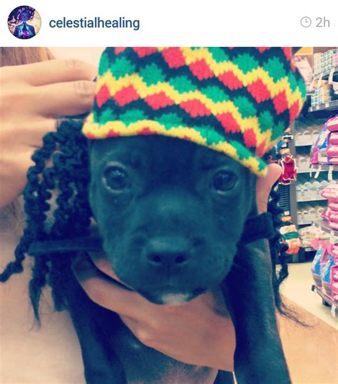 Pitbull Dog Puppy Cute