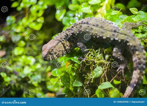 Chinese crocodile lizard stock photo. Image of color - 169834958