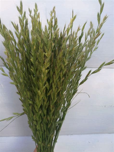 Райграс (107 фото) » НА ДАЧЕ ФОТО