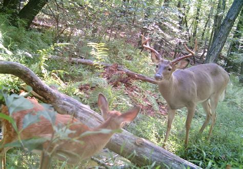 pahistorybooks: Pennsylvania Wildlife: Whitetail Deer