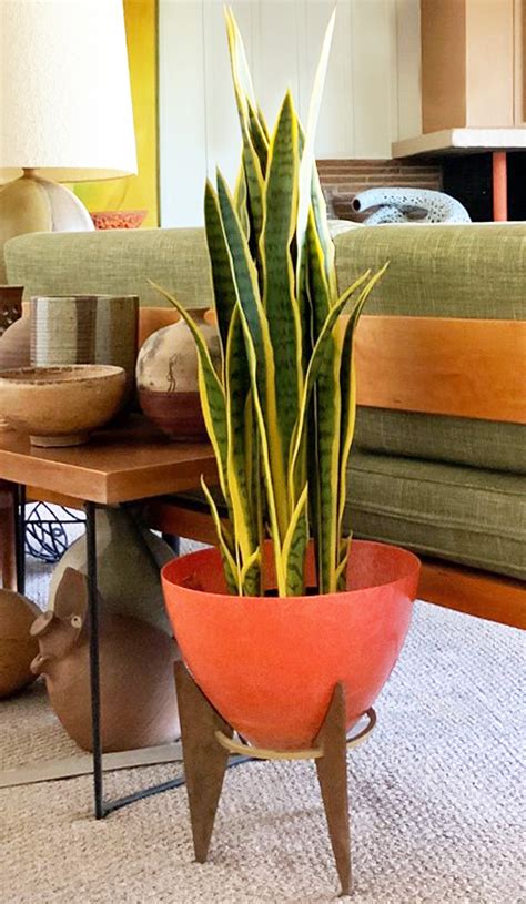 MCM-friendly Houseplants - Page 5 | Eichler Network