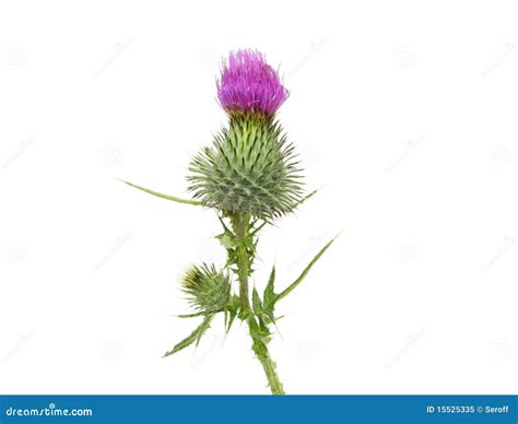 distel stock afbeelding image  bloesem beeld groen