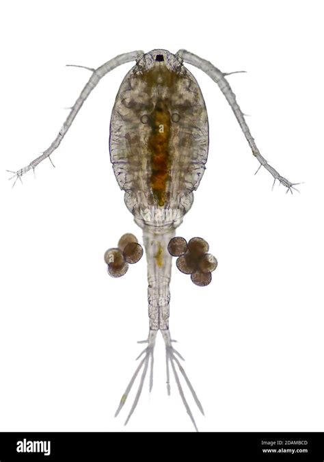 Marine Copepod