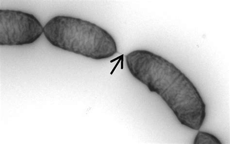 Men Vi Sinh Lactobacillus Rhamnosus Rh X Cfu G Latomason