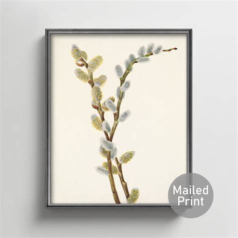Pussy Willow Art Etsy