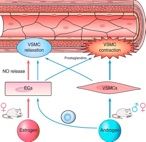 Sex Differences In Vascular Physiology And Pathophysiology Estrogen And Androgen Signaling In
