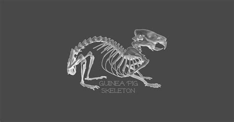 Guinea Pig Skeleton - Guinea Pig - T-Shirt | TeePublic