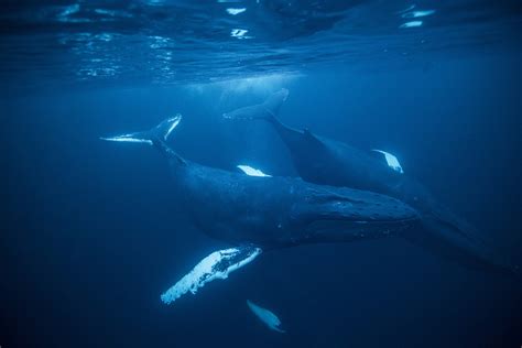 Baby Humpback Whale