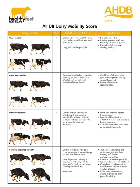 Ahdb Dairy Mobility Score Score Sheet 2 Pdf Dairy Cattle Cattle