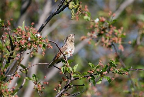 Premium Photo | Male eurasian wryneck