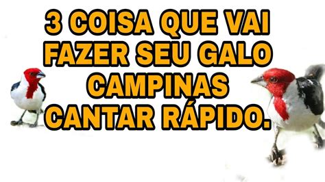 Galo Campina Passo Para Cantar Muito Youtube