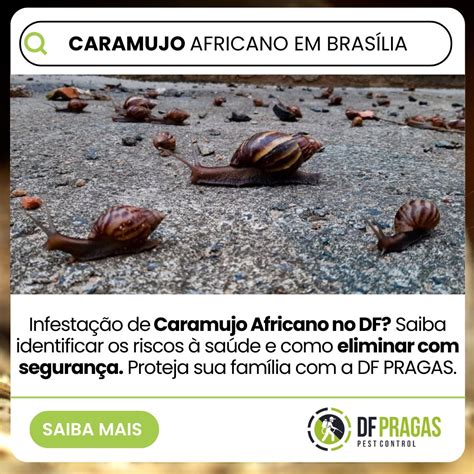 Doenca Do Caramujo Africano - Caramujo Africano em Brasília: Riscos e Como Eliminar