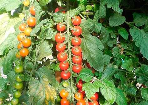 Томат Рапунцель – описание, фото и особенности выращивания