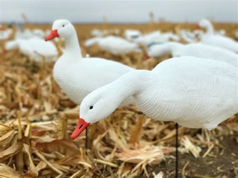 Economy Fullbody Snow Goose Decoys - Bulk Decoy Club