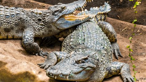 Crocodile Facts for Kids: Fun Interesting Facts about Crocodiles