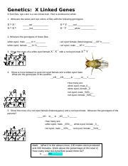 Sex Linked Traits Practice Docx Genetics X Linked Genes In Fruit Flies Eye Color Is