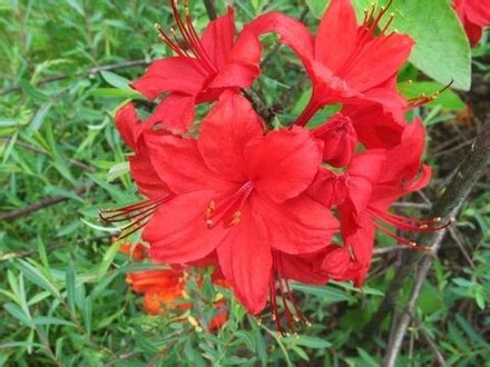 КАТАЛОГ - купить в Дмитрове, Москве и Московской области по низкой цене