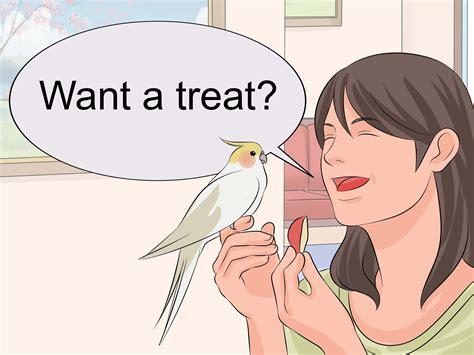 How to Train a Cockatiel to Talk: 9 Steps (with Pictures)