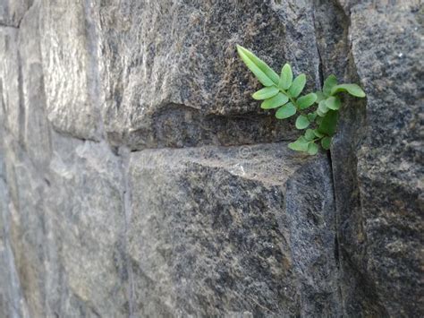 Parede De Pedras Cinzentas A Planta Que Cresce Entre A Quebra