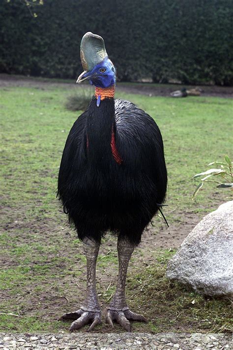 Казуар Фото В Полный – Telegraph