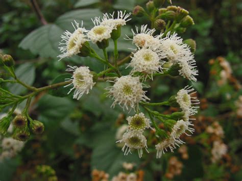 Eupatorium Adenophorum Asteraceae Image At Phytoimages Siu Edu