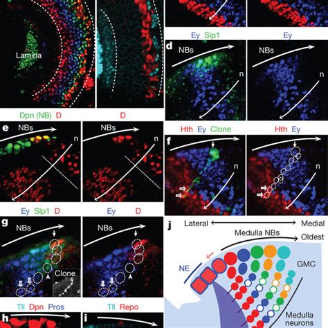 Pdf Temporal Patterning Of Drosophila Medulla Neuroblasts Controls