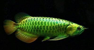 green arowana freshwateraquatica