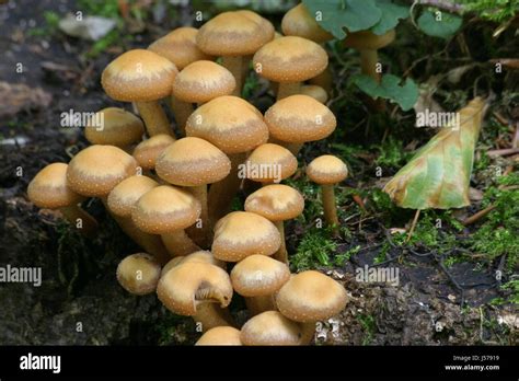 Dnnstielige Pilze Hi Res Stock Photography And Images Alamy