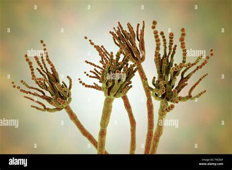 Penicillium roqueforti fungus, illustration Stock Photo - Alamy