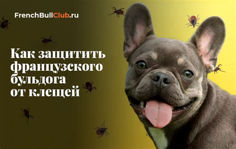 Клещи у французского бульдога: как вынуть, профилактика, чем обработать
