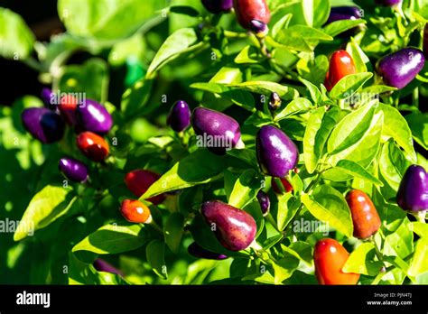 Plant Capsicum Annuum Chilli Pepper Prairie Fire Stock Photo Alamy