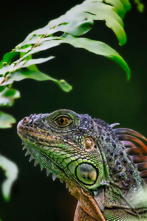 African Iguana