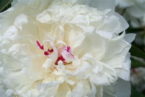 Pivoine - PagesJaunes