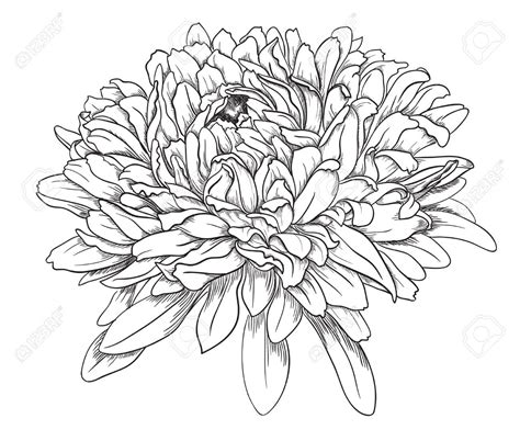 mum flower drawing  paintingvalleycom explore collection  mum