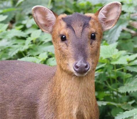 deer species     pets petpress