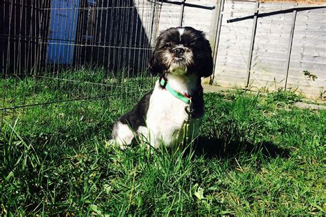 Whats The Best Ground Cover For A Dog Run