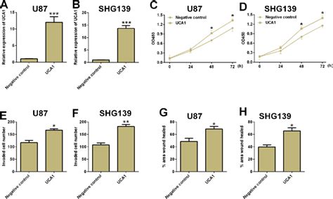 Overexpression Of Uca1 Promoted Cell Proliferation Cell Invasion And