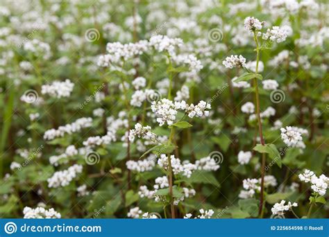 White Buckwheat Flowers During Flowering Stock Photo Image Of Flower