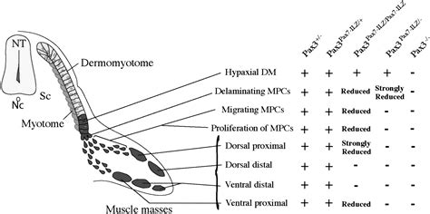 Divergent Functions Of Murine Pax3 And Pax7 In Limb Muscle Development