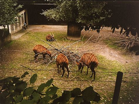 Eastern Bongo Exhibit In Zoo Wuppertal