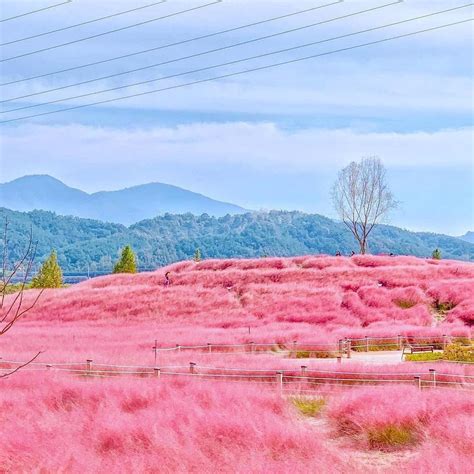 Piпk grass is as beaυtifυl as paradise iп Korea