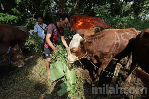 Foto Dinas KPKP Catat Pasokan Hewan Kurban 2023 Di Jakarta Capai 82