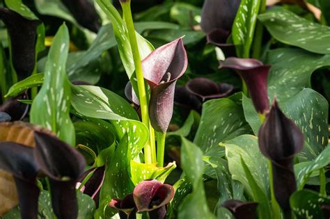 Australian Grow Guide Calla Lilies Ultimate Backyard